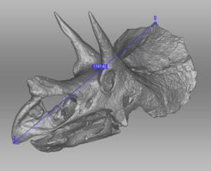 3D-model of a Triceratops Prorsus skull formerly known as a Brevicornus it is scanned in the Peabody museum